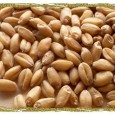 Wheat import becomes a scandal? Central Vigilance Commission probes the wheat deal! Please work for self-reliance in wheat! Keep import as a last ditch option! Shard Pawar is becoming increasingly an unsure minister. He hogs...
