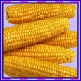 Disband the Prime Minister’s Economic Advisory Council! Lift ban on maize exports! The Prime Minister’s Economic Advisory Council is a set of retired officials. As such they are the ones who had lost touch with the ground...