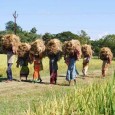 How to do agriculture in the new world environment? World agriculture scenario is more important! For Indian agriculture successes and its future courses! Yes, we have to become a more mature nation to push our agri sector forward towards...
