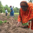 Yes, for most farmers! Most things have to remain unsaid in our democracy! So, even criticism has to remain subdued! Climate change summit outcome and the future of agriculture One...