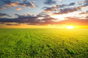 agricultural-green-field