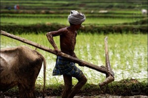 chattisgarh-farmer